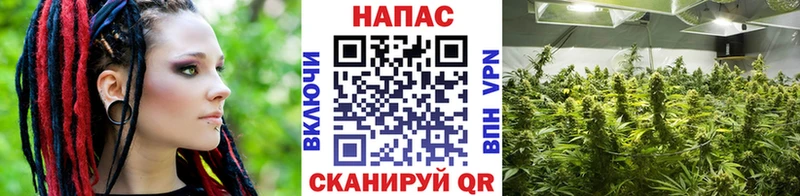 Купить где  Кувандык  Канабис марихуана 